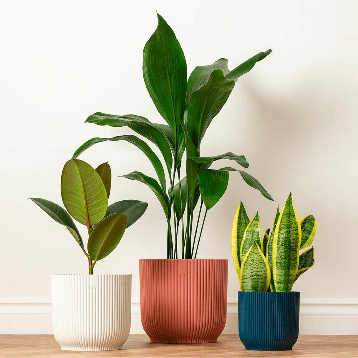 Onstate Launches a New House Plant Brand Online